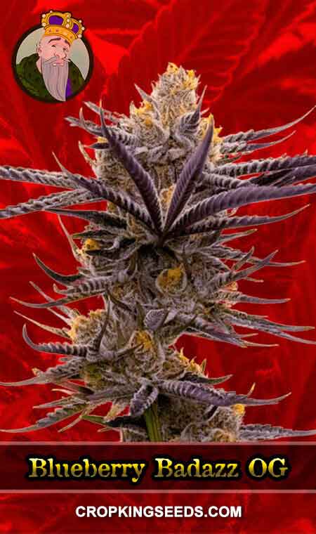 Blueberry Badazz OG Strain Feminized Marijuana Seeds
