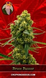 Bruce Banner Strain Feminized Marijuana Seeds