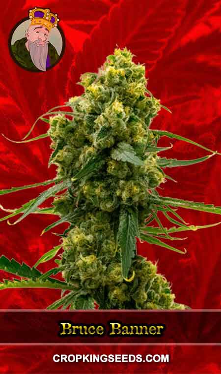 Bruce Banner Strain Feminized Marijuana Seeds, Crop King Seeds