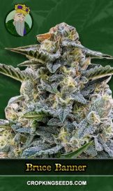 Bruce Banner Strain Regular Marijuana Seeds