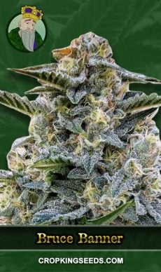 Bruce Banner Strain Regular Marijuana Seeds