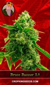 Bruce Banner 2.0 Strain Feminized Marijuana Seeds