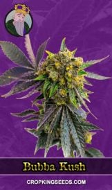 Bubba Kush Autoflowering Marijuana Seeds