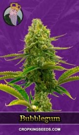 Bubblegum Strain Autoflowering Marijuana Seeds