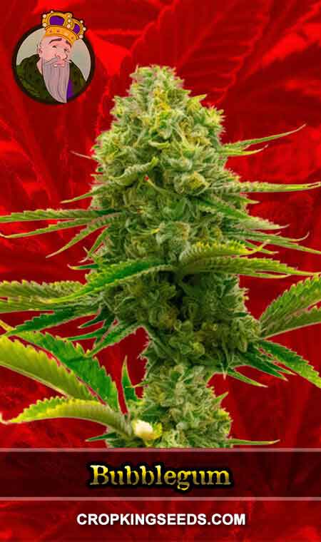 Bubblegum Strain Feminized Marijuana Seeds