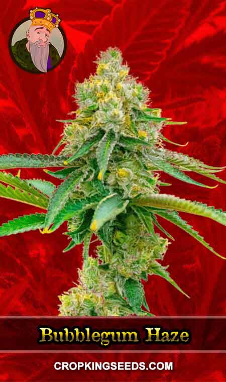 Bubblegum Haze Feminized Marijuana Seeds