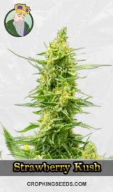 CBD Strawberry Kush Feminized Marijuana Seeds