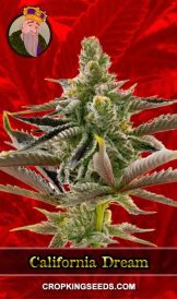 California Dream Strain Feminized Marijuana Seeds