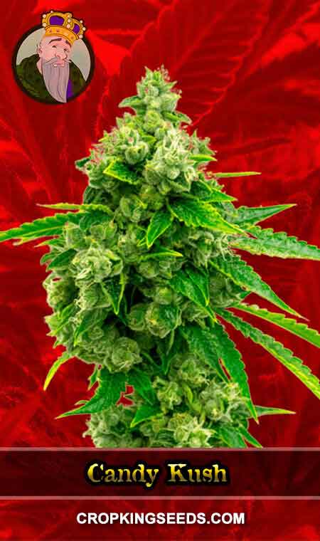 Candy Kush Feminized Marijuana Seeds