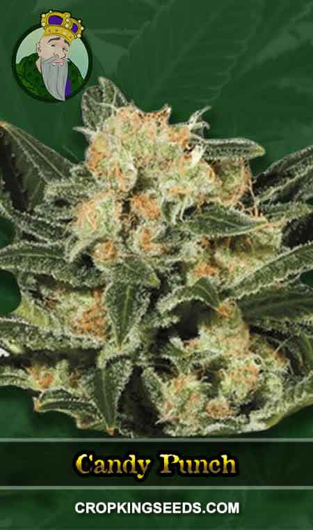 Candy Punch Strain Regular Marijuana Seeds, Crop King Seeds