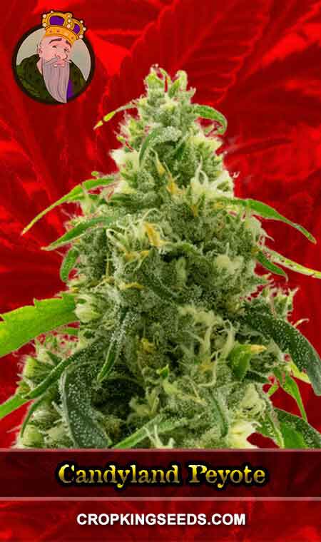 Candyland Peyote Feminized Marijuana Seeds