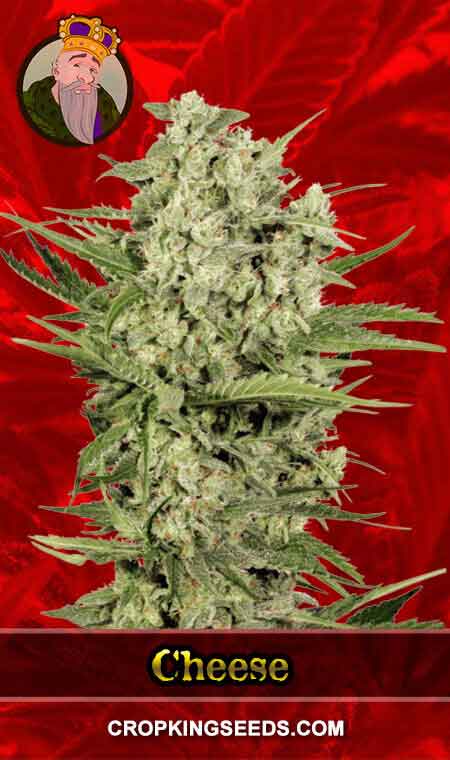 Cheese Feminized Marijuana Seeds