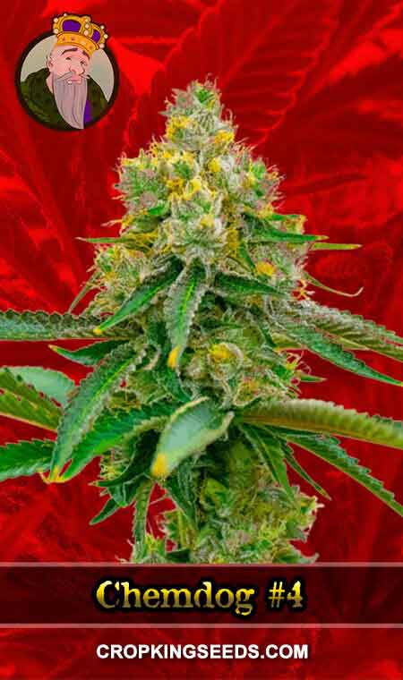 Chemdog#4 Feminized Marijuana Seeds