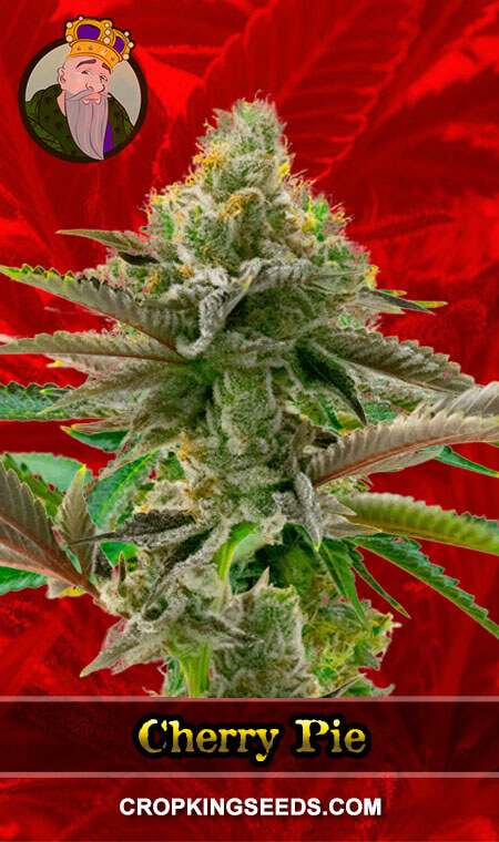 Buy Cherry Pie Feminized Marijuana Seeds Online | Crop King Seeds