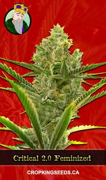Critical 2.0 Feminized Marijuana Seeds