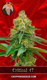 Critical 47 Strain Feminized Marijuana Seeds