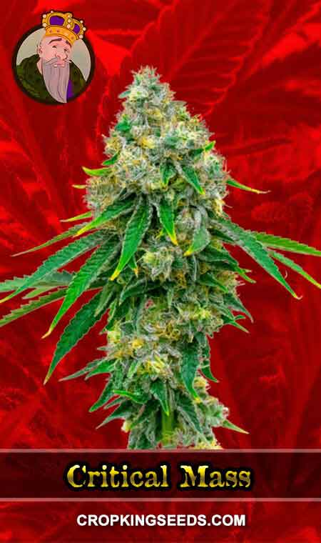 Critical Mass Feminized Marijuana Seeds