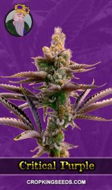 Critical Purple Autoflower Marijuana Seeds