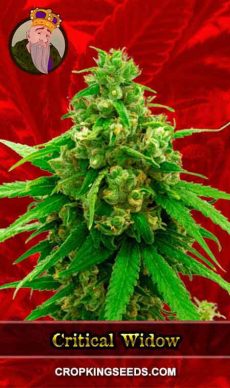 Critical Widow Feminized Marijuana Seeds