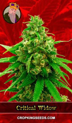 Critical Widow Feminized Marijuana Seeds