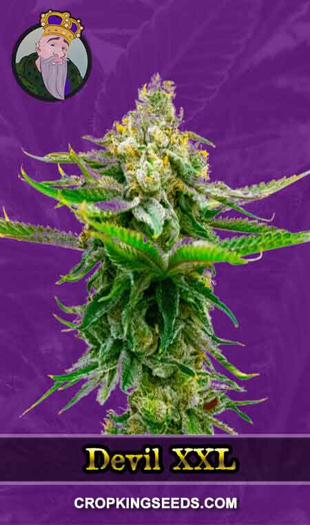 Devil XXL Auto