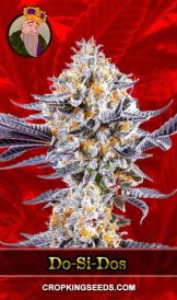 Do-si-Dos Strain Feminized Marijuana Seeds