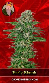 Early Skunk Strain Feminized Marijuana Seeds