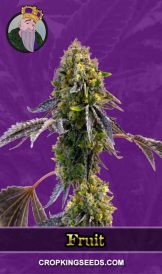 Fruit Strain Autoflowering Marijuana Seeds