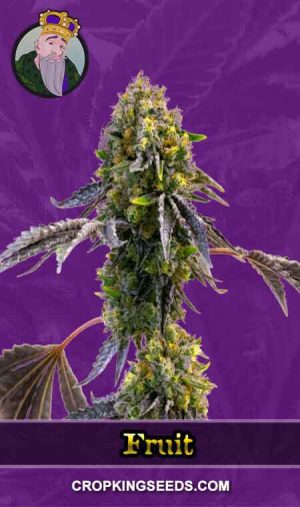Fruit Strain Autoflowering Marijuana Seeds