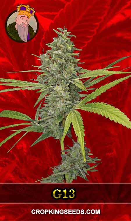 G13 Strain Feminized Marijuana Seeds