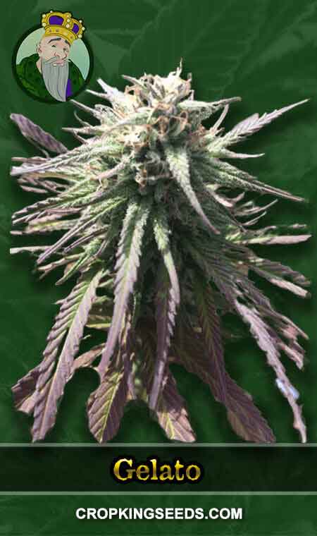 Gelato Regular Marijuana Seeds