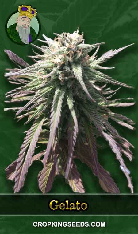 Gelato Strain Regular Marijuana Seeds, Crop King Seeds