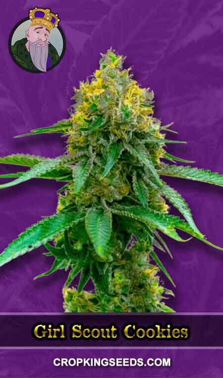 Girl Scout Cookies Strain Autoflowering Marijuana Seeds, Crop King Seeds