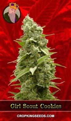 Girl Scout Cookies Strain Feminized Marijuana Seeds