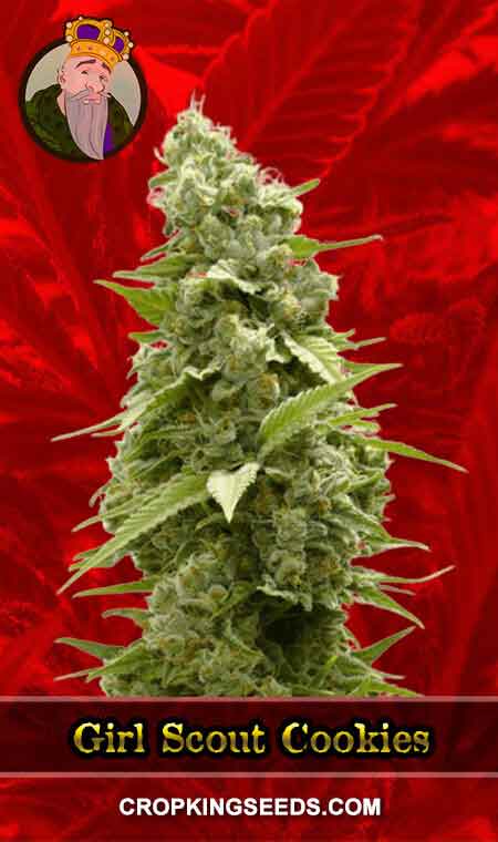 Girl Scout Cookies Strain Feminized Marijuana Seeds