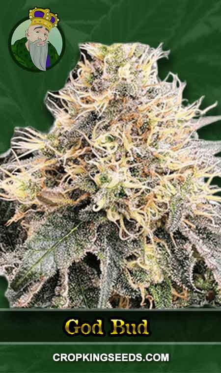 God Bud Strain Regular Marijuana Seeds, Crop King Seeds