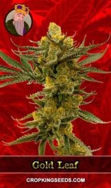 Gold Leaf Strain Feminized Marijuana Seeds