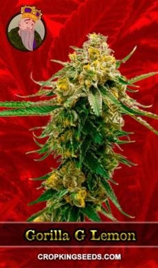 Gorilla G Lemon Strain Feminized Marijuana Seeds