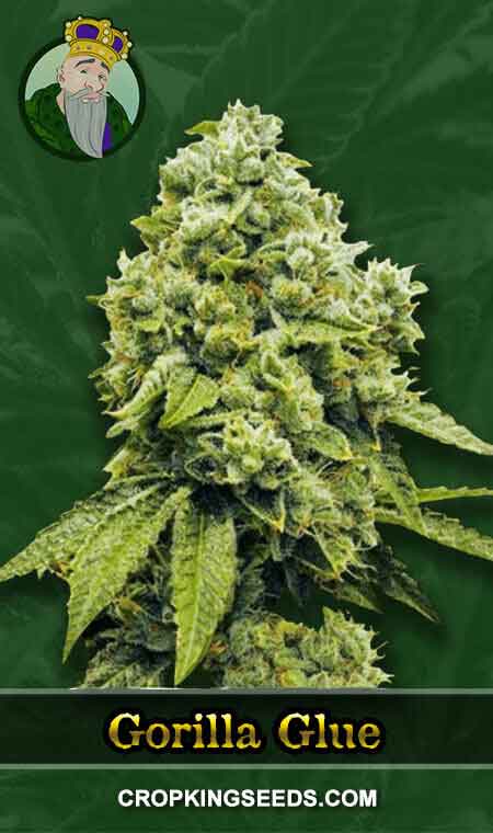Gorilla Glue Strain Regular Marijuana Seeds