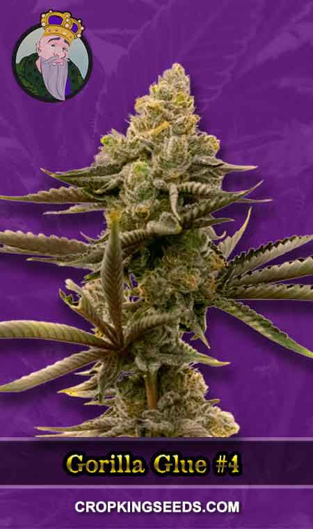 Gorilla Glue #4 Strain Autoflowering Marijuana Seeds