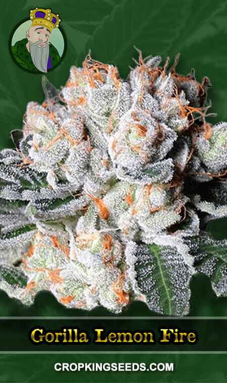 Gorilla Lemon Fire Strain Regular Marijuana Seeds, Crop King Seeds