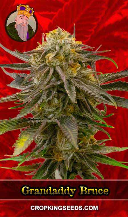 Grandaddy Bruce Strain Feminized Marijuana Seeds