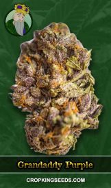 Grandaddy Purple Regular Marijuana Seeds