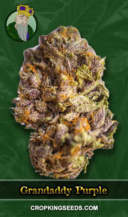 Grandaddy Purple Regular Marijuana Seeds, Crop King Seeds