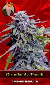 Grandaddy Purple Strain Feminized Marijuana Seeds