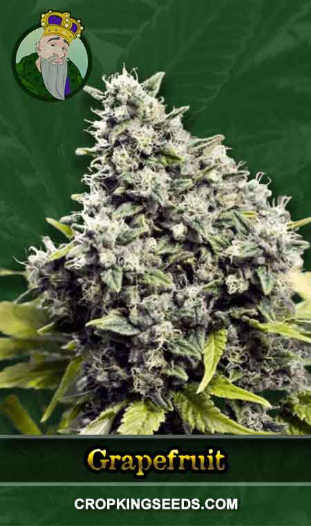 Grapefruit Strain Regular Marijuana Seeds, Crop King Seeds