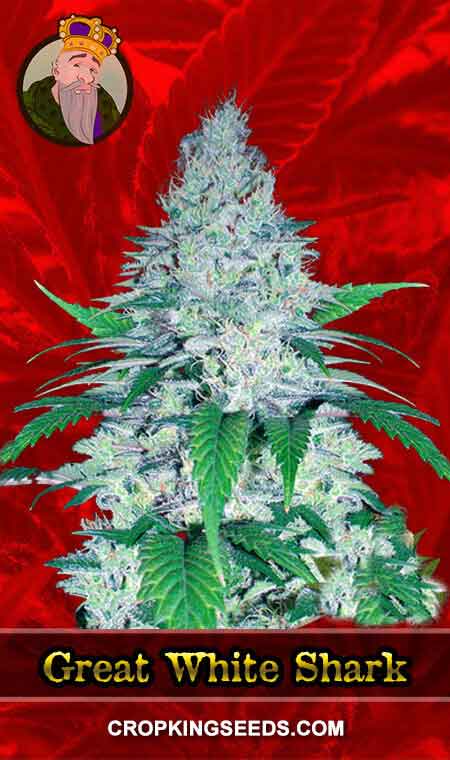 Great White Shark 1, Crop King Seeds