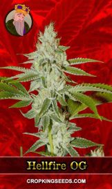 Hellfire OG Strain Feminized Marijuana Seeds