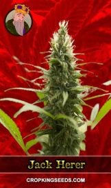 Jack Herer Strain Feminized Marijuana Seeds