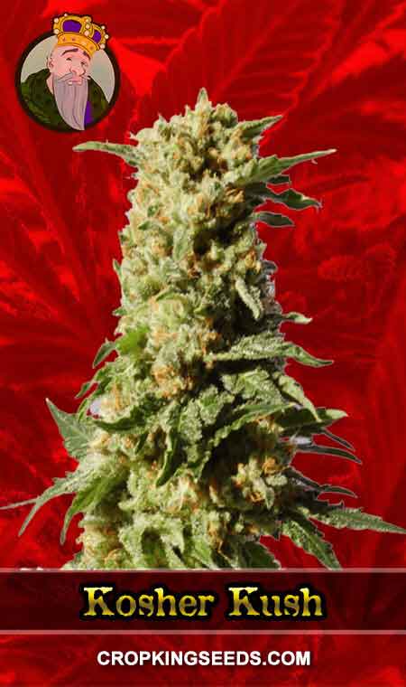 Kosher Kush Feminized Marijuana Seeds